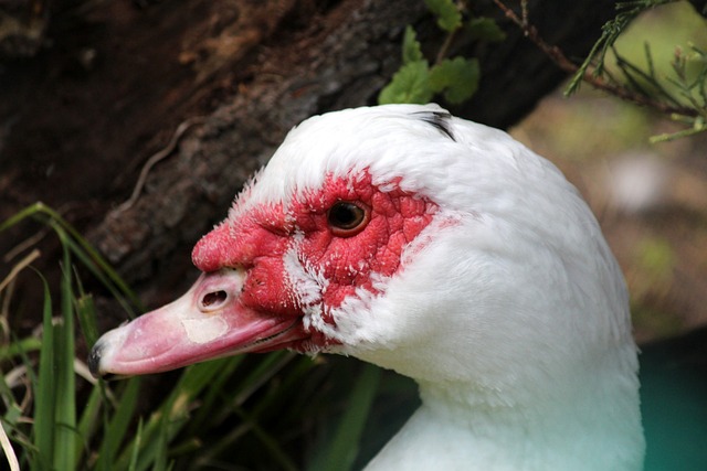 经过巧妙的 经过巧妙的